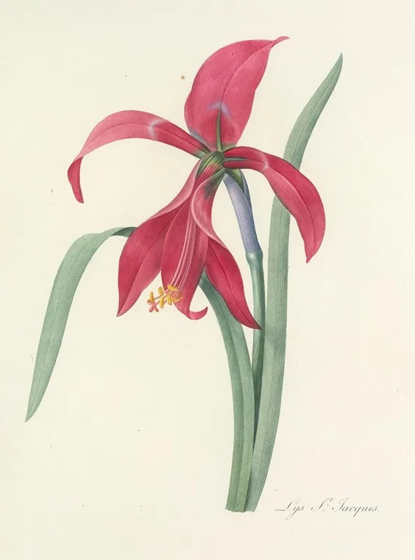 Choix Des Plus Belles Fleurs Pl 007 Wall Art by Pierre Joseph Redouté - High-Resolution Digital Print