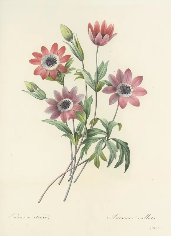 Choix Des Plus Belles Fleurs Pl 009 Wall Art by Pierre Joseph Redouté - High-Resolution Digital Print