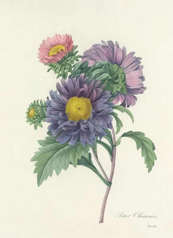 Choix Des Plus Belles Fleurs Pl 010 Wall Art by Pierre Joseph Redouté - High-Resolution Digital Print