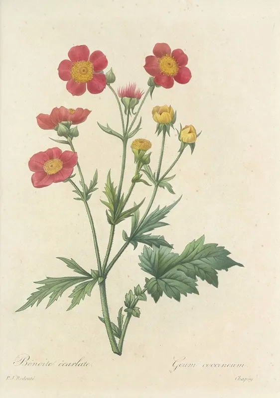 Choix Des Plus Belles Fleurs Pl 012 Wall Art by Pierre Joseph Redouté - High-Resolution Digital Print