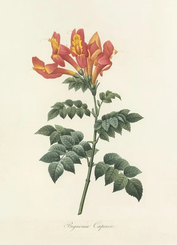 Choix Des Plus Belles Fleurs Pl 013 Wall Art by Pierre Joseph Redouté - High-Resolution Digital Print