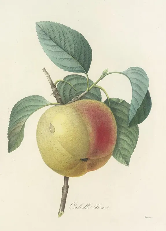 Choix Des Plus Belles Fleurs Pl 014 Wall Art by Pierre Joseph Redouté - High-Resolution Digital Print
