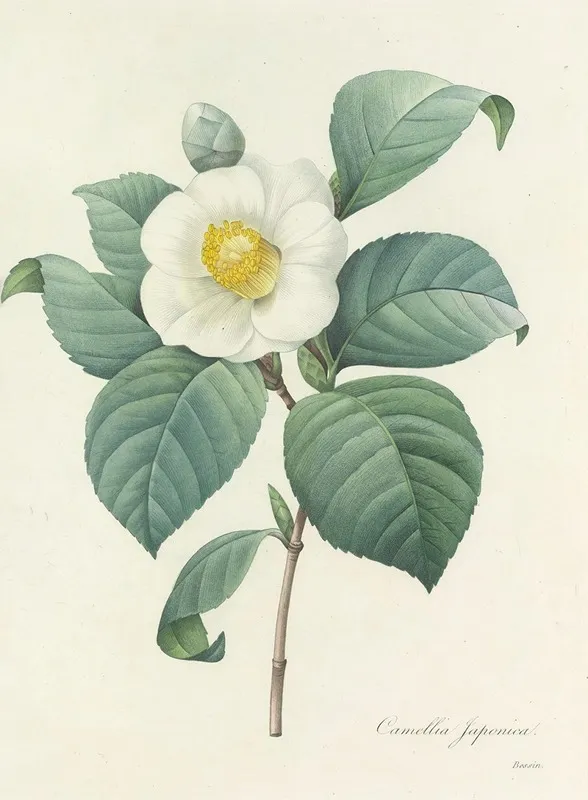 Choix Des Plus Belles Fleurs Pl 016 Wall Art by Pierre Joseph Redouté - High-Resolution Digital Print