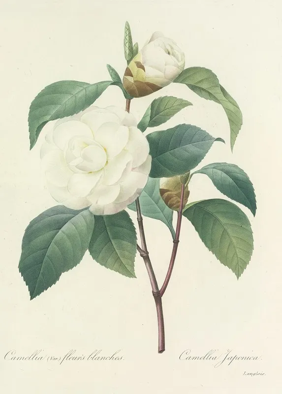 Choix Des Plus Belles Fleurs Pl 017 Wall Art by Pierre Joseph Redouté - High-Resolution Digital Print