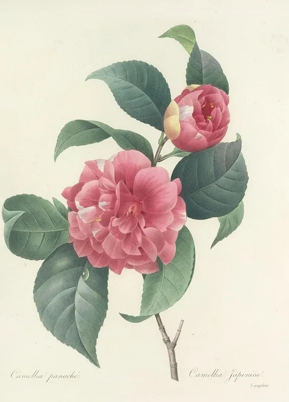 Choix Des Plus Belles Fleurs Pl 018 Wall Art by Pierre Joseph Redouté - High-Resolution Digital Print
