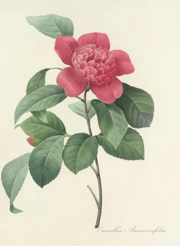 Choix Des Plus Belles Fleurs Pl 019 Wall Art by Pierre Joseph Redouté - High-Resolution Digital Print