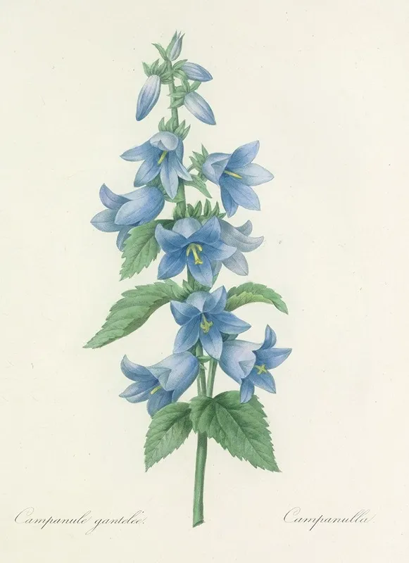 Choix Des Plus Belles Fleurs Pl 021 Wall Art by Pierre Joseph Redouté - High-Resolution Digital Print