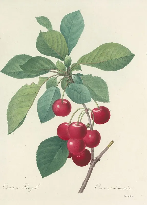 Choix Des Plus Belles Fleurs Pl 022 Wall Art by Pierre Joseph Redouté - High-Resolution Digital Print