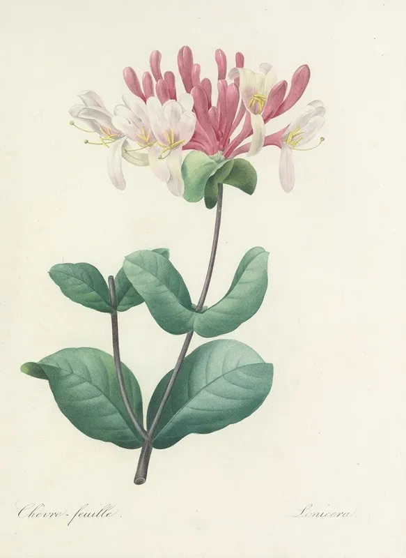 Choix Des Plus Belles Fleurs Pl 023 Wall Art by Pierre Joseph Redouté - High-Resolution Digital Print
