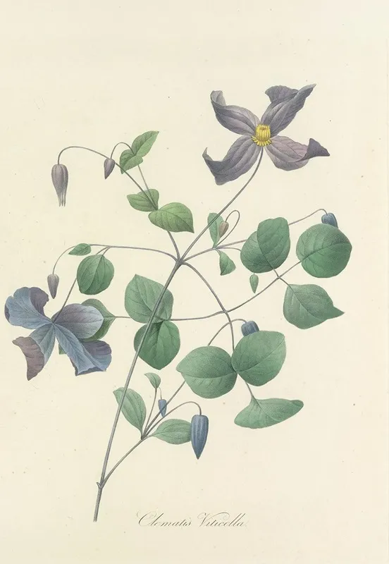Choix Des Plus Belles Fleurs Pl 025 Wall Art by Pierre Joseph Redouté - High-Resolution Digital Print