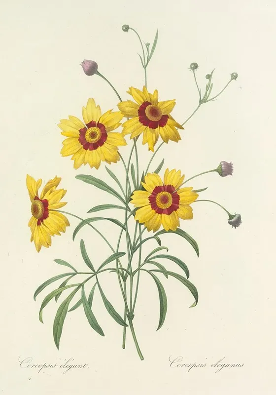Choix Des Plus Belles Fleurs Pl 026 Wall Art by Pierre Joseph Redouté - High-Resolution Digital Print