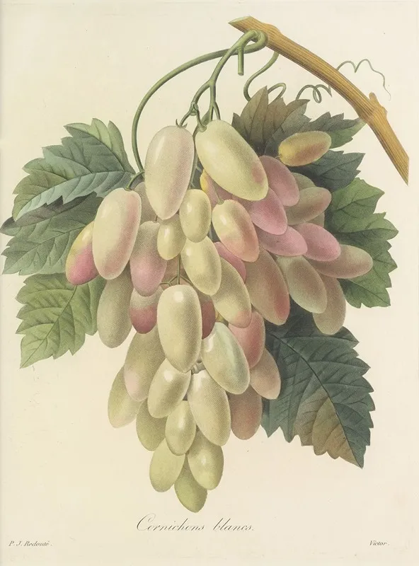 Choix Des Plus Belles Fleurs Pl 027 Wall Art by Pierre Joseph Redouté - High-Resolution Digital Print