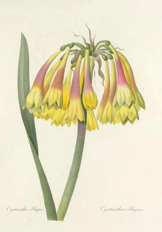 Choix Des Plus Belles Fleurs Pl 030 Wall Art by Pierre Joseph Redouté - High-Resolution Digital Print