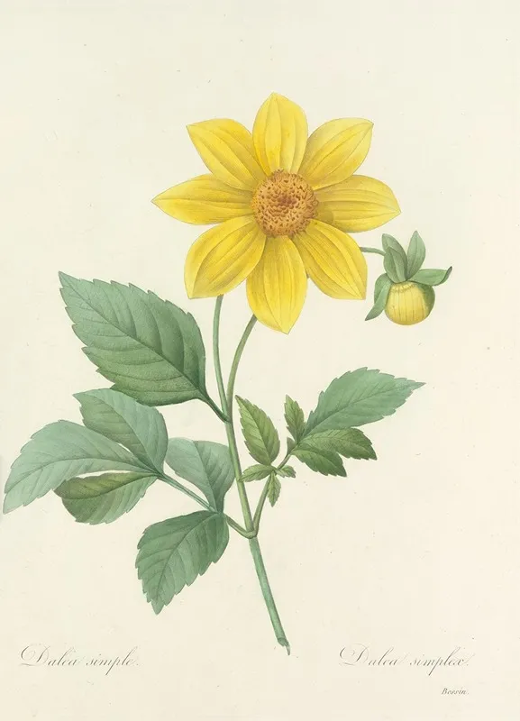 Choix Des Plus Belles Fleurs Pl 031 Wall Art by Pierre Joseph Redouté - High-Resolution Digital Print