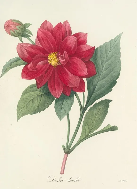 Choix Des Plus Belles Fleurs Pl 032 Wall Art by Pierre Joseph Redouté - High-Resolution Digital Print