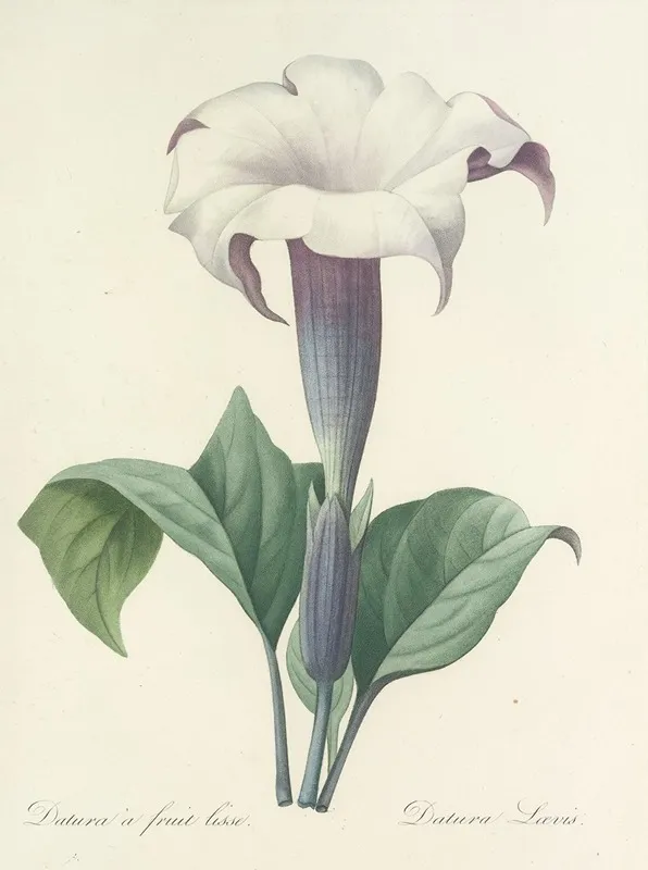Choix Des Plus Belles Fleurs Pl 033 Wall Art by Pierre Joseph Redouté - High-Resolution Digital Print