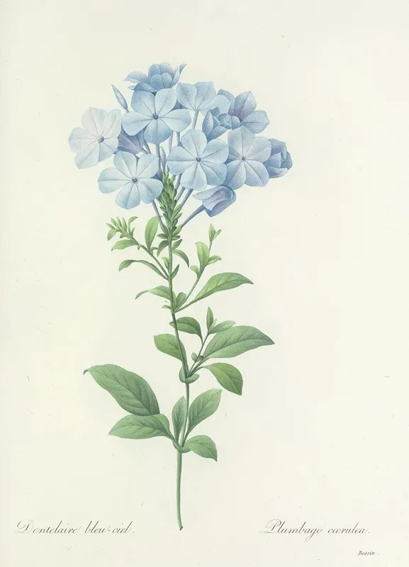 Choix Des Plus Belles Fleurs Pl 034 Wall Art by Pierre Joseph Redouté - High-Resolution Digital Print