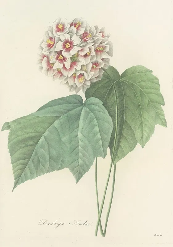 Choix Des Plus Belles Fleurs Pl 036 Wall Art by Pierre Joseph Redouté - High-Resolution Digital Print