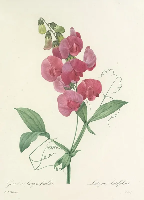 Choix Des Plus Belles Fleurs Pl 038 Wall Art by Pierre Joseph Redouté - High-Resolution Digital Print