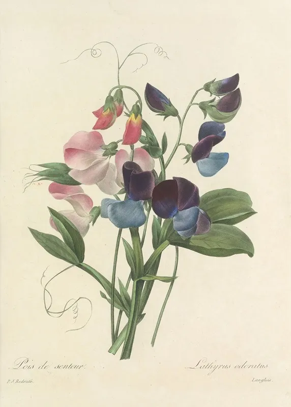 Choix Des Plus Belles Fleurs Pl 039 Wall Art by Pierre Joseph Redouté - High-Resolution Digital Print