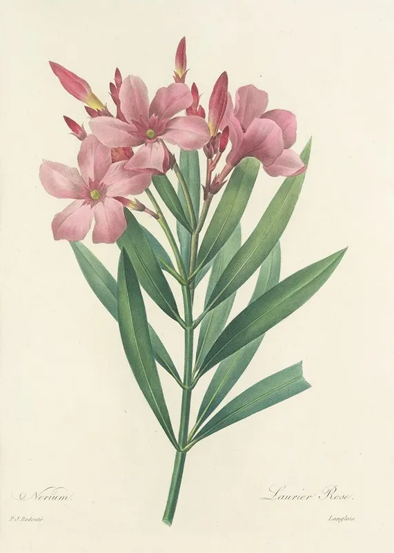 Choix Des Plus Belles Fleurs Pl 040 Wall Art by Pierre Joseph Redouté - High-Resolution Digital Print