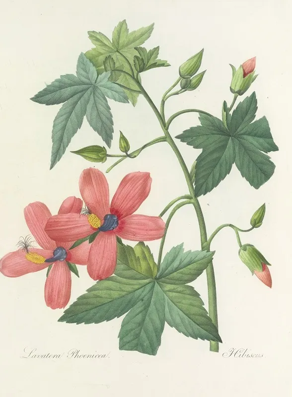 Choix Des Plus Belles Fleurs Pl 041 Wall Art by Pierre Joseph Redouté - High-Resolution Digital Print