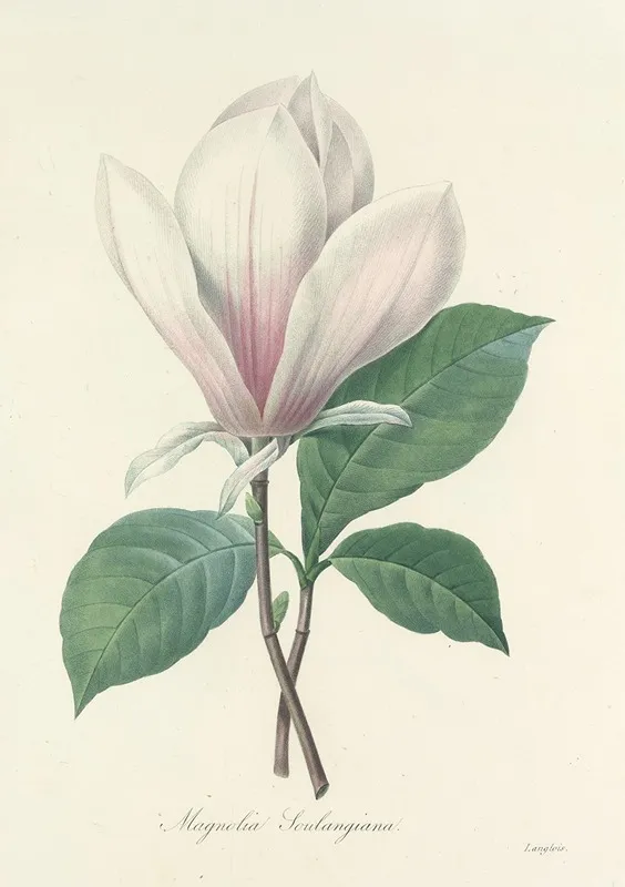 Choix Des Plus Belles Fleurs Pl 046 Wall Art by Pierre Joseph Redouté - High-Resolution Digital Print