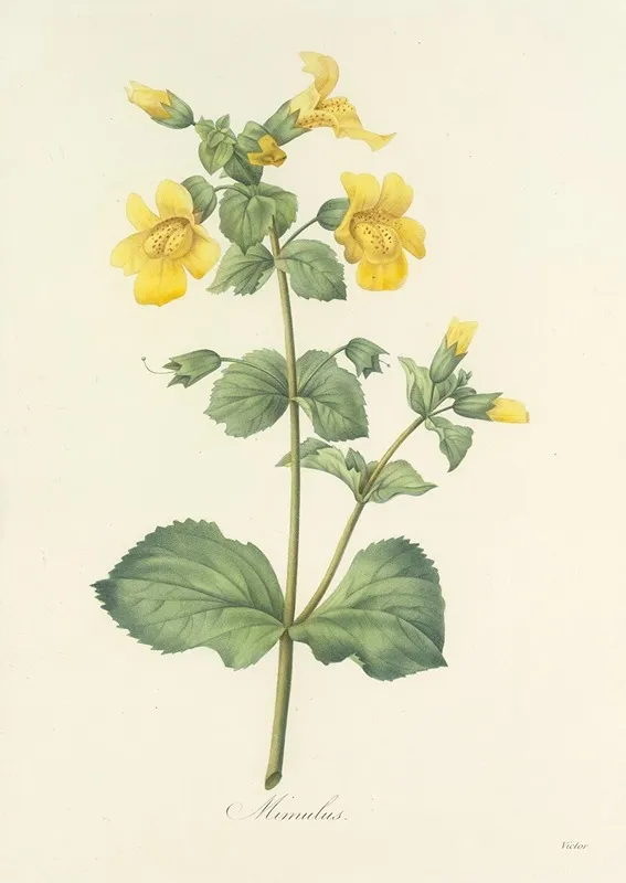 Choix Des Plus Belles Fleurs Pl 048 Wall Art by Pierre Joseph Redouté - High-Resolution Digital Print