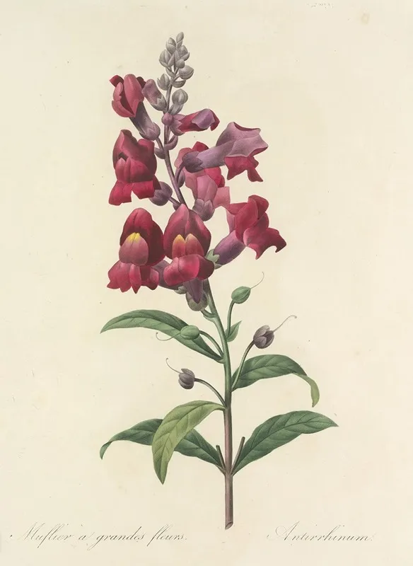Choix Des Plus Belles Fleurs Pl 049 Wall Art by Pierre Joseph Redouté - High-Resolution Digital Print