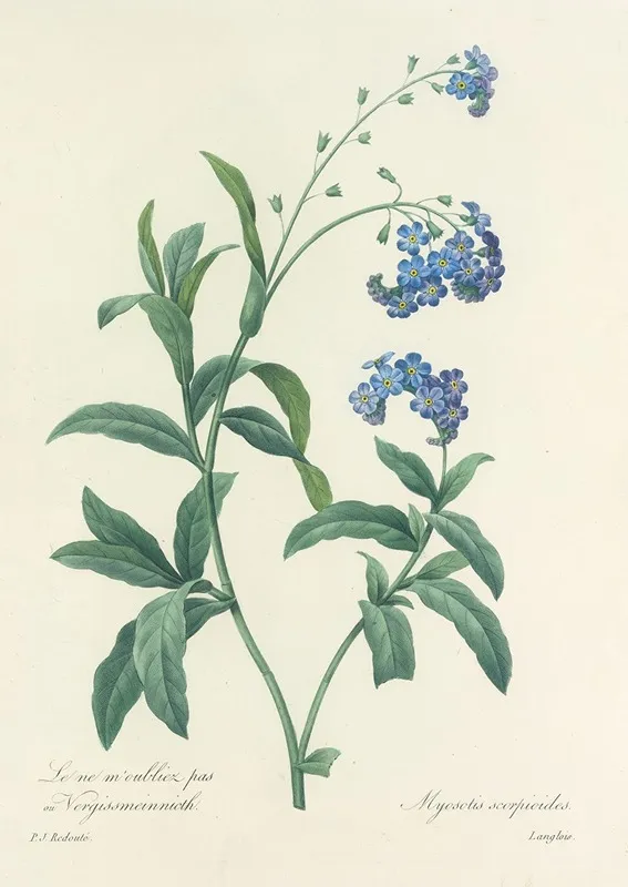 Choix Des Plus Belles Fleurs Pl 050 Wall Art by Pierre Joseph Redouté - High-Resolution Digital Print