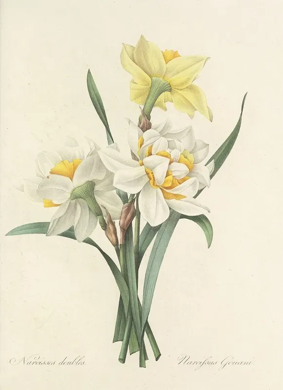 Choix Des Plus Belles Fleurs Pl 051 Wall Art by Pierre Joseph Redouté - High-Resolution Digital Print