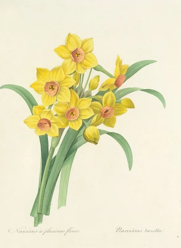 Choix Des Plus Belles Fleurs Pl 052 Wall Art by Pierre Joseph Redouté - High-Resolution Digital Print