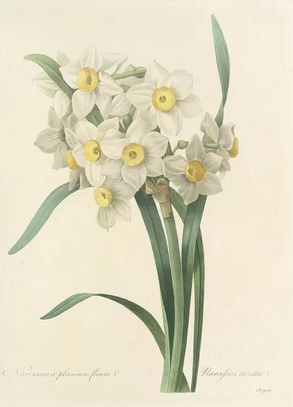 Choix Des Plus Belles Fleurs Pl 053 Wall Art by Pierre Joseph Redouté - High-Resolution Digital Print