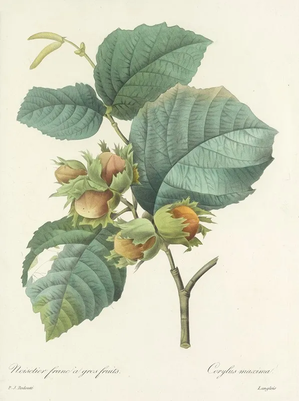 Choix Des Plus Belles Fleurs Pl 054 Wall Art by Pierre Joseph Redouté - High-Resolution Digital Print