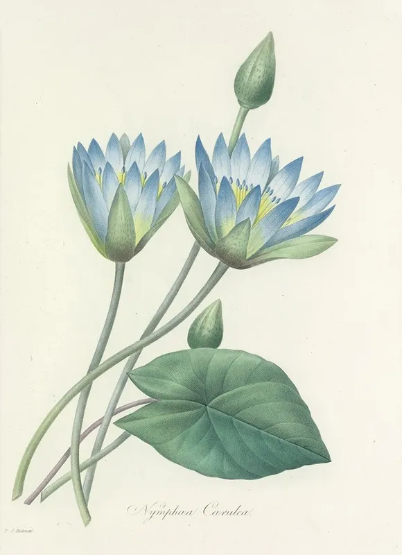 Choix Des Plus Belles Fleurs Pl 055 Wall Art by Pierre Joseph Redouté - High-Resolution Digital Print