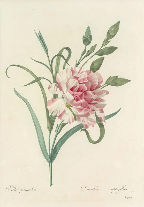 Choix Des Plus Belles Fleurs Pl 056 Wall Art by Pierre Joseph Redouté - High-Resolution Digital Print