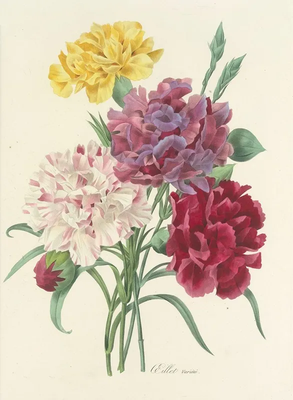 Choix Des Plus Belles Fleurs Pl 057 Wall Art by Pierre Joseph Redouté - High-Resolution Digital Print