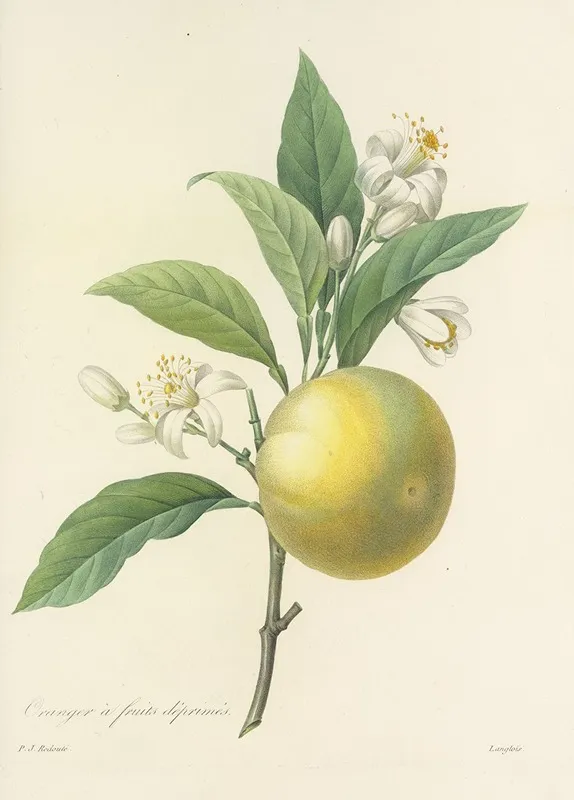 Choix Des Plus Belles Fleurs Pl 058 Wall Art by Pierre Joseph Redouté - High-Resolution Digital Print