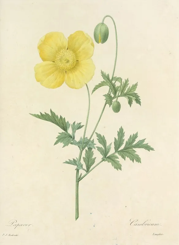 Choix Des Plus Belles Fleurs Pl 060 Wall Art by Pierre Joseph Redouté - High-Resolution Digital Print