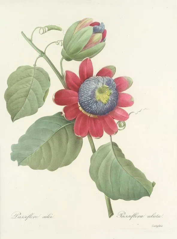 Choix Des Plus Belles Fleurs Pl 061 Wall Art by Pierre Joseph Redouté - High-Resolution Digital Print