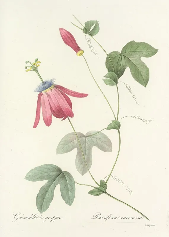 Choix Des Plus Belles Fleurs Pl 062 Wall Art by Pierre Joseph Redouté - High-Resolution Digital Print