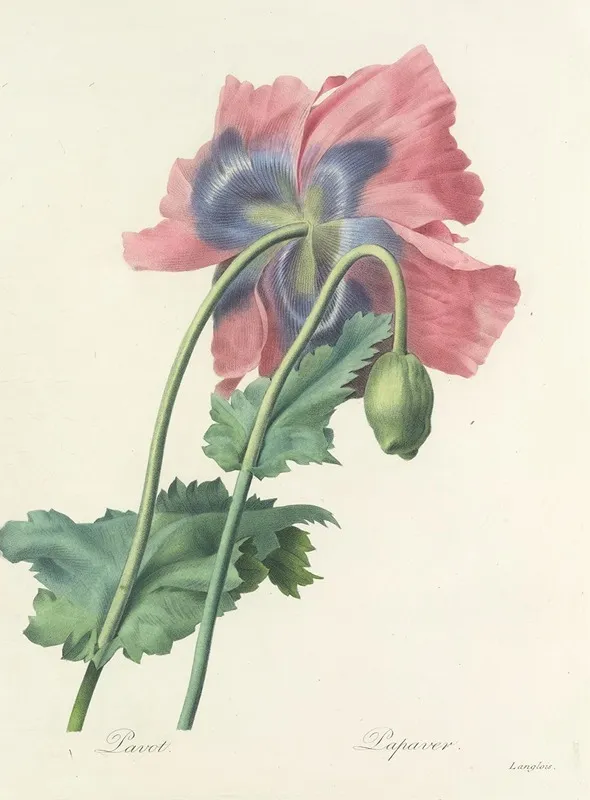 Choix Des Plus Belles Fleurs Pl 063 Wall Art by Pierre Joseph Redouté - High-Resolution Digital Print