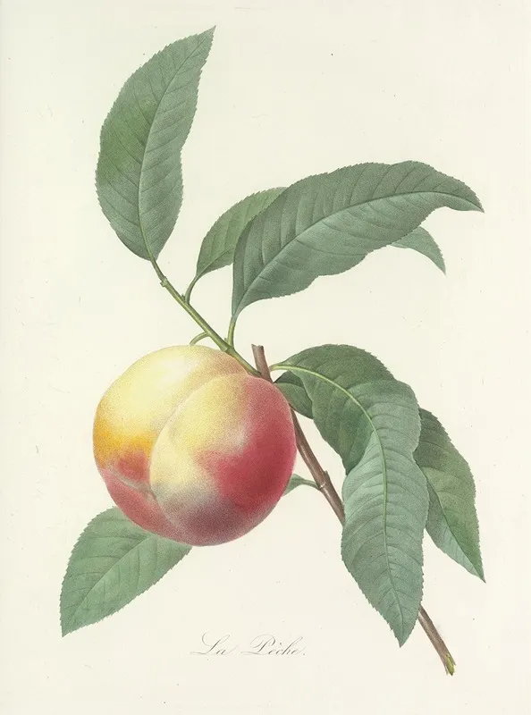 Choix Des Plus Belles Fleurs Pl 064 Wall Art by Pierre Joseph Redouté - High-Resolution Digital Print