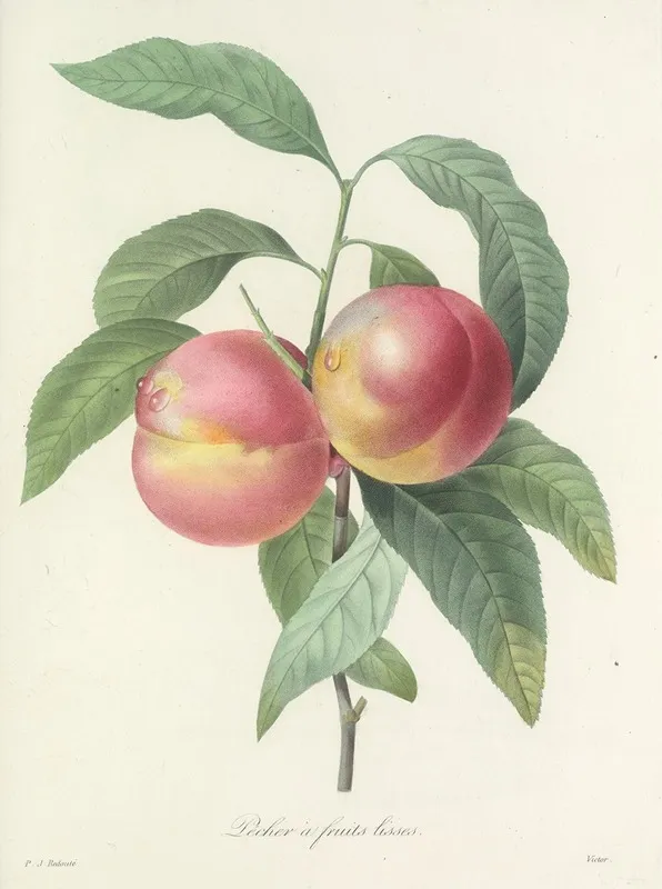 Choix Des Plus Belles Fleurs Pl 065 Wall Art by Pierre Joseph Redouté - High-Resolution Digital Print