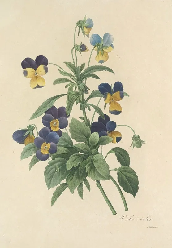Choix Des Plus Belles Fleurs Pl 066 Wall Art by Pierre Joseph Redouté - High-Resolution Digital Print