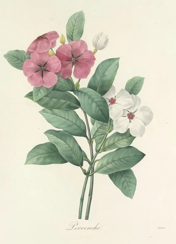 Choix Des Plus Belles Fleurs Pl 068 Wall Art by Pierre Joseph Redouté - High-Resolution Digital Print