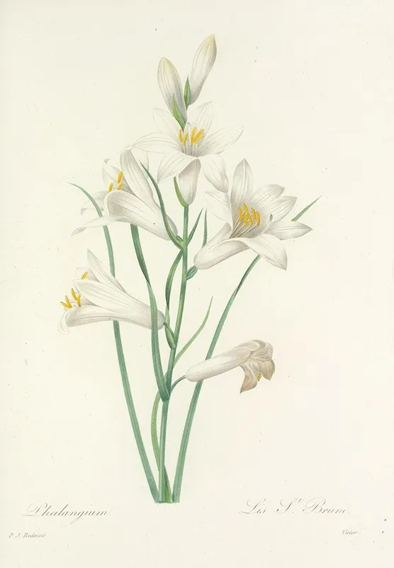 Choix Des Plus Belles Fleurs Pl 069 Wall Art by Pierre Joseph Redouté - High-Resolution Digital Print