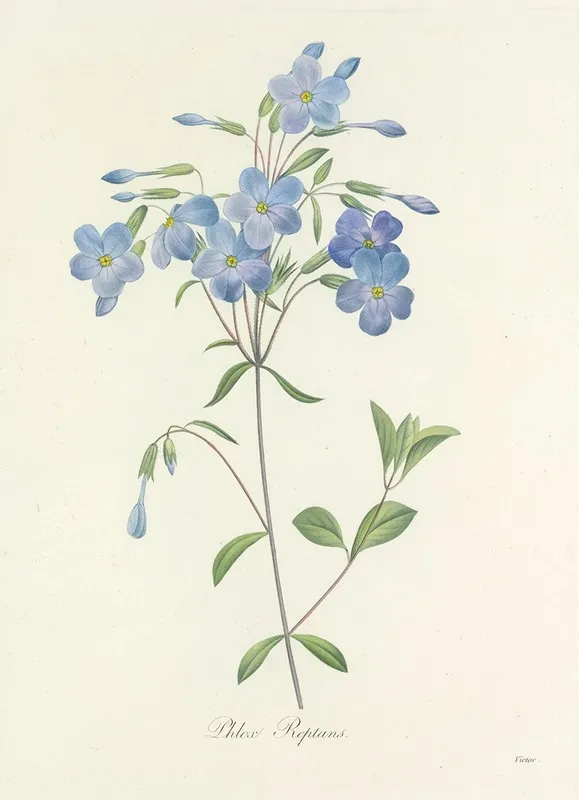 Choix Des Plus Belles Fleurs Pl 070 Wall Art by Pierre Joseph Redouté - High-Resolution Digital Print