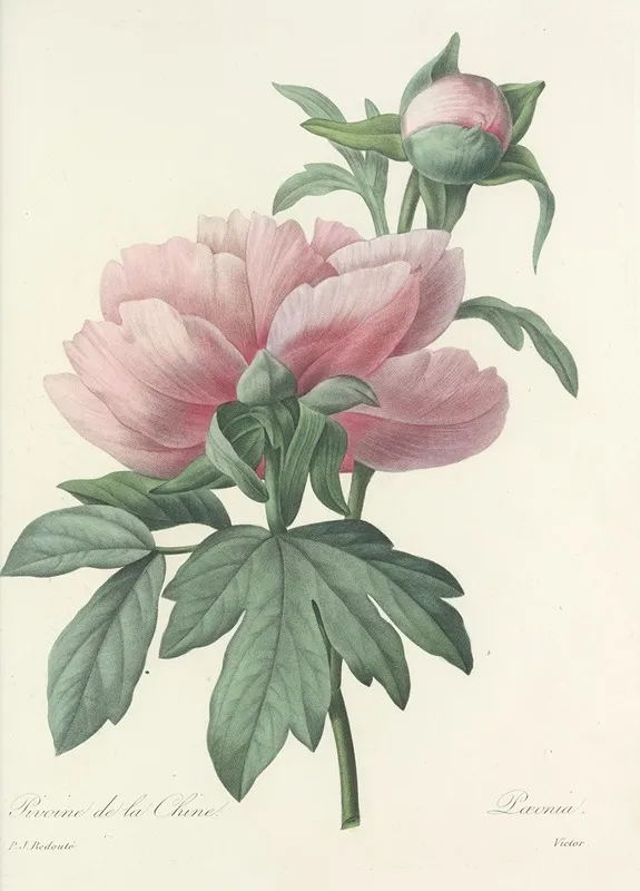 Choix Des Plus Belles Fleurs Pl 071 Wall Art by Pierre Joseph Redouté - High-Resolution Digital Print