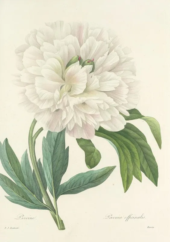 Choix Des Plus Belles Fleurs Pl 072 Wall Art by Pierre Joseph Redouté - High-Resolution Digital Print